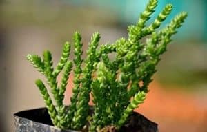 Crassula muscosa care