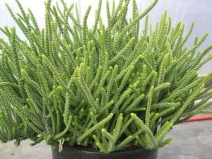 Crassula muscosa care