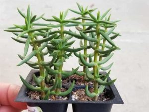 Crassula tetragona