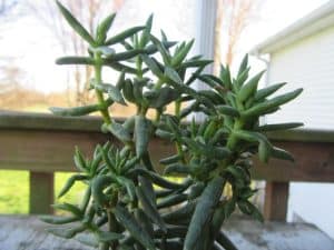 Crassula tetragona