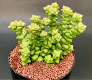 Crassula tom thumb