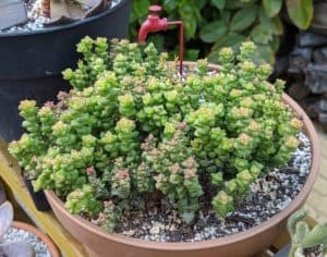 Crassula tom thumb