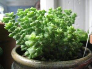 Crassula tom thumb