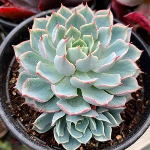 Echeveria Allegra tips