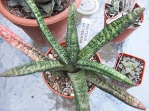 Gasteria Batesiana Care