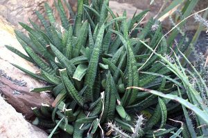 Gasteria Batesiana Care