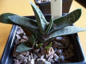 Gasteria Batesiana Care