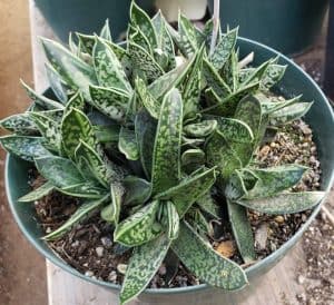 Gasteria Liliputana