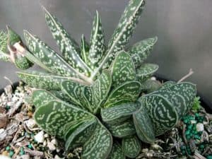 Gasteria Liliputana