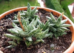 Gasteria Liliputana