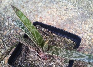 Gasteria pulchra