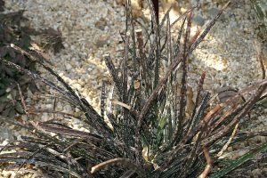 Gasteria pulchra