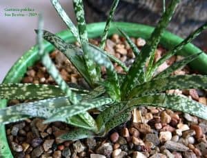 Gasteria pulchra