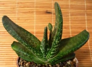 Gasteria nitida care