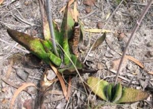 Gasteria nitida care