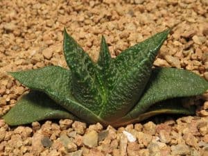 Gasteria nitida care