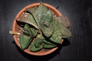 Gasteria armstrongii care 3