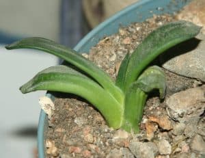 Gasteria armstrongii care 3