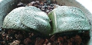 Gasteria armstrongii care 3