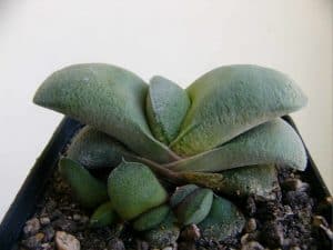 Gasteria glomerata