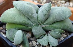 Gasteria glomerata