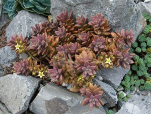 Graptosedum Bronze