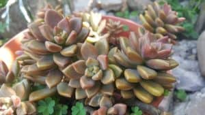 Graptosedum Bronze