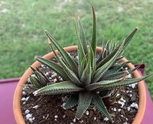 Haworthia concolor succulent 3