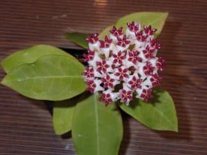 Hoya Patricia