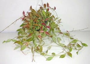 Hoya Rebecca (Wax Plant)