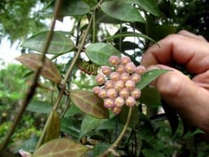 Hoya Rebecca (Wax Plant)