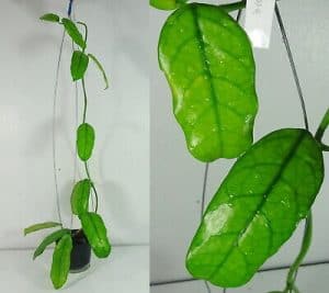Hoya globulosa plant care