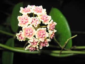 Hoya diversifolia