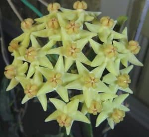 Hoya villosa rare houseplant