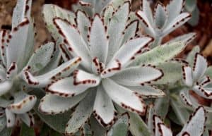 Kalanchoe tomentosa care