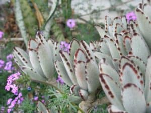 Kalanchoe tomentosa care