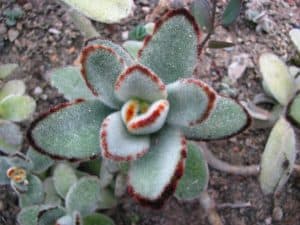 Kalanchoe tomentosa care