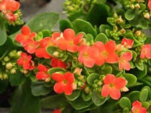 Kalanchoe Blossfeldiana Care