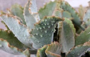 Kalanchoe beharensis Fang