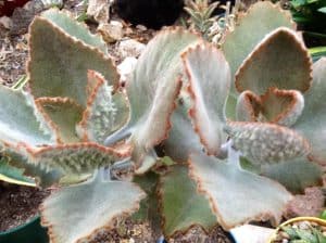 Kalanchoe beharensis Fang