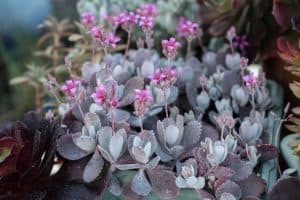 Kalanchoe pumila care