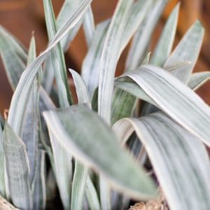 Sansevieria Sayuri