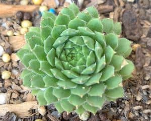 Sempervivum Brock