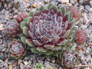 Sempervivum Raspberry Ice