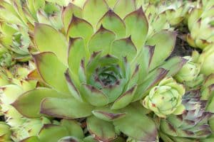 Sempervivum Tectorum