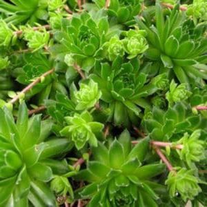 Sempervivum braunii care 2