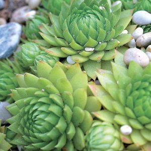 Sempervivum braunii care 2