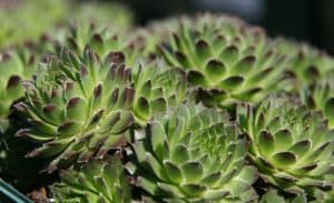 Sempervivum braunii care 2