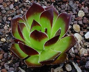 sempervivum jovibarba heuffelii