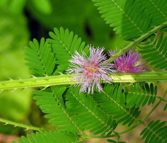 15 Amazing And Common Mimicry Plants Types: Complete Guide